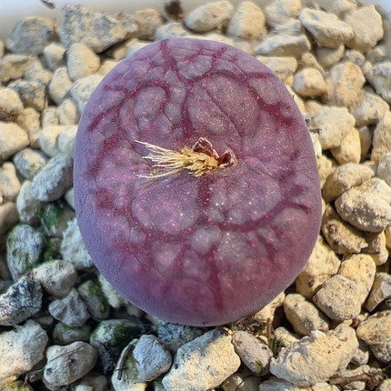 24-781y661杂犀牛皮