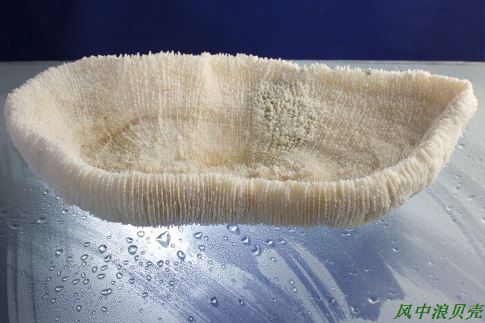 聚宝盆珊瑚片创意送礼招财鱼缸家居创意装饰品摆件水果盘名片盒