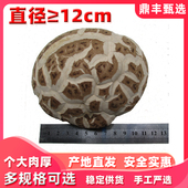 特产大冬花菇超10 12cm以上香菇500g干货天白农家商用食用菌蘑菇