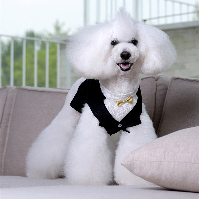 宝眷 宠物狗狗衣服春夏季西装绅士礼服泰迪比熊小型犬背心燕尾服