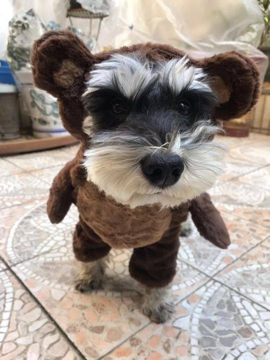 不退换欧单 站立的进击小熊 小兔子 姜饼人 变身衣 搞怪宠物衣