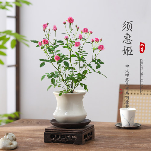 姬月季桌面精致小盆景绿植