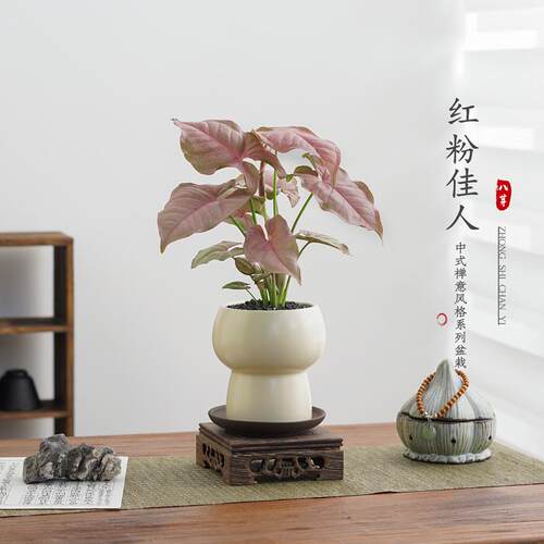 红粉佳人合果芋好养净化空气