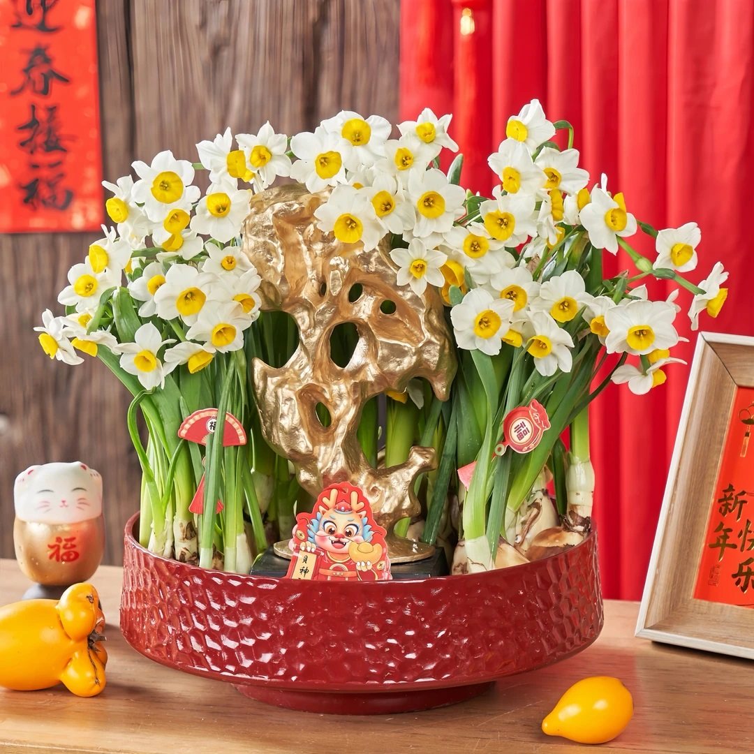 漳州水仙花盆栽室内植物办公室桌面净化空气水培绿植年宵花卉盆景,鲜花速递/花卉仿真/绿植园艺,绿植,淘宝优惠券,粉丝福利购,淘宝优惠卷