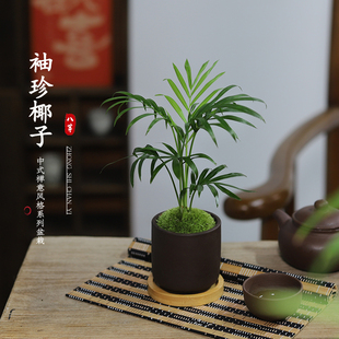 禅意四季 珍椰子迷你盆栽散尾葵凤尾竹中式 常青办公室内桌面植物 袖