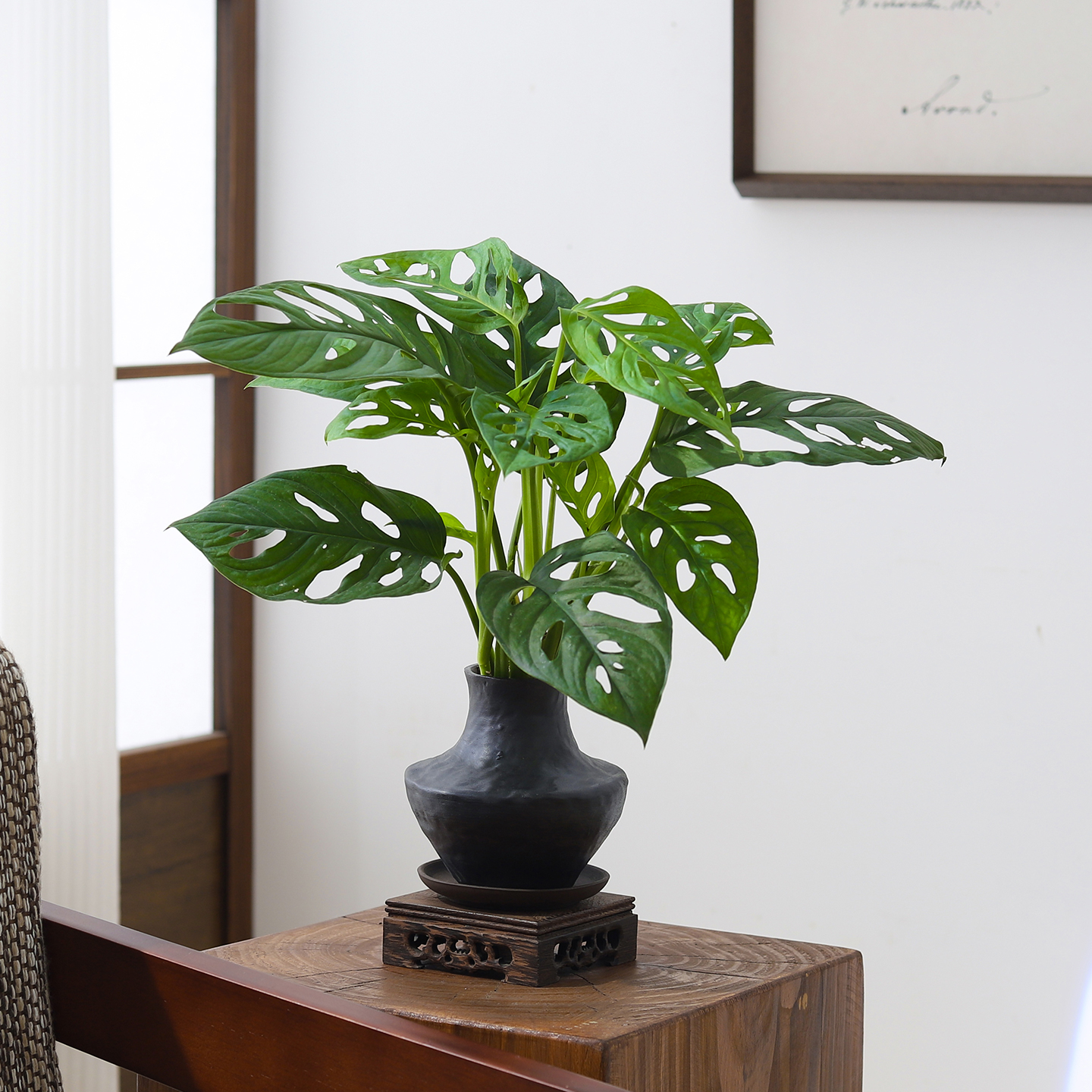 仙洞龟背竹盆栽洞洞竹芋绿植