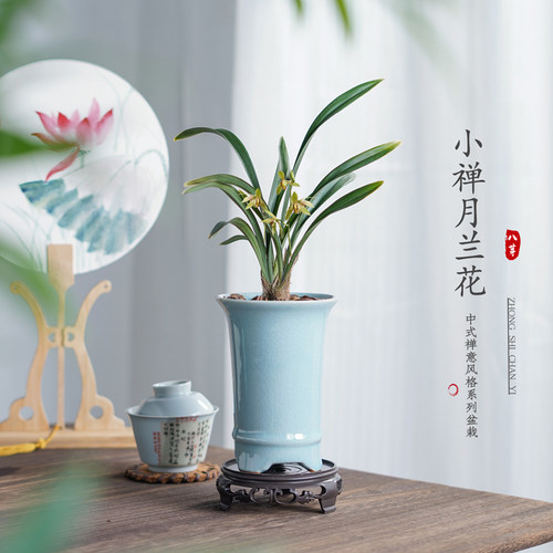 禅月兰花盆栽带花苞室内摆件