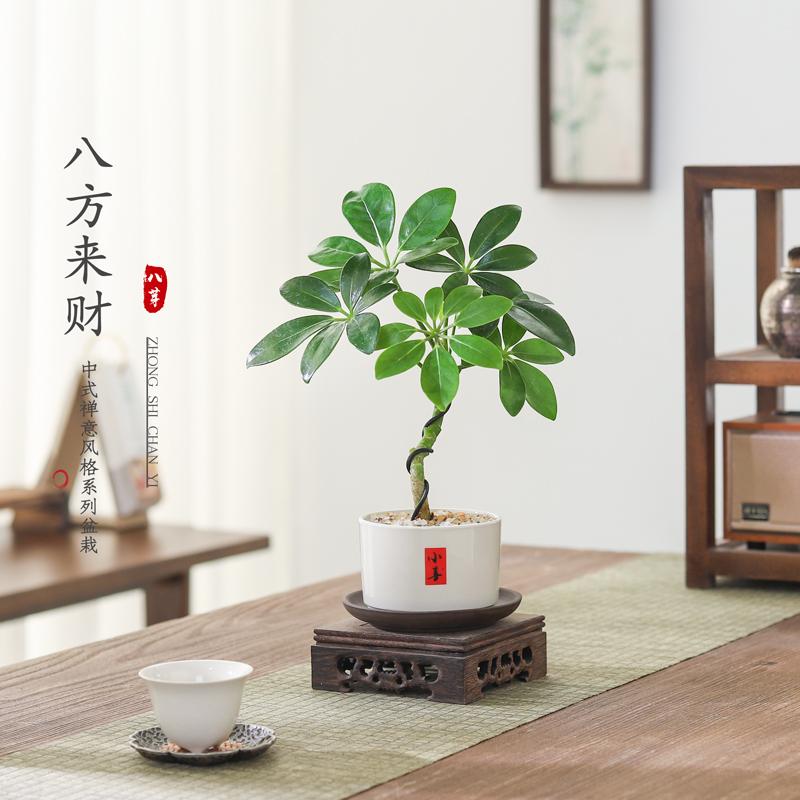 造型鸭掌木八方来财办公室吸甲醛