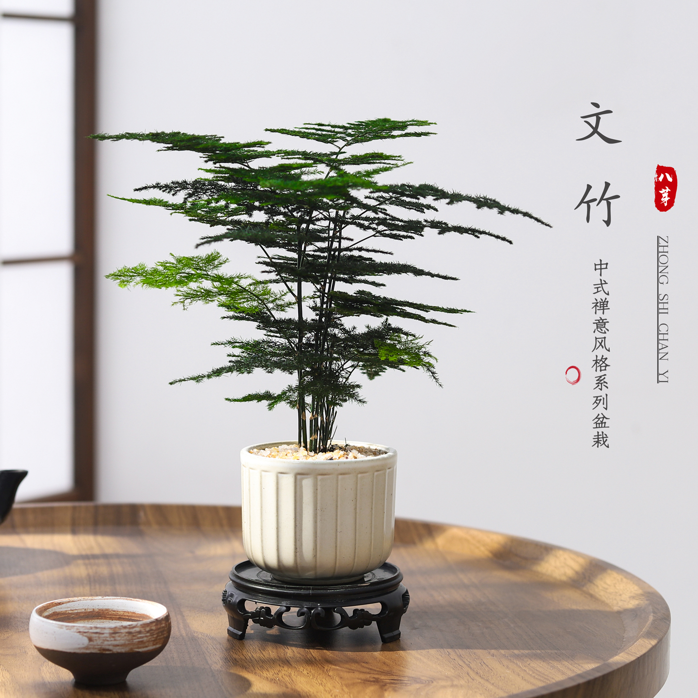 文竹盆栽植物室内客厅绿植好养活