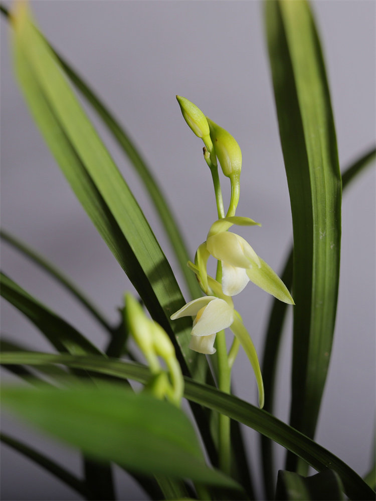 建兰素心盆栽天香素浓香型观兰花植物室内四季好养名贵带花苞花卉