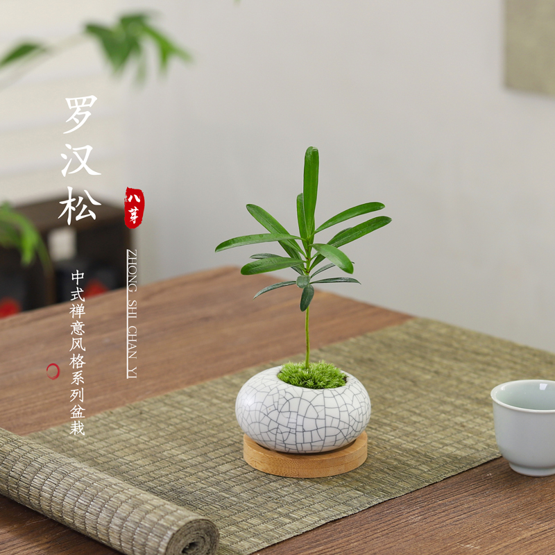 迷你四季常青好养罗汉松小盆栽