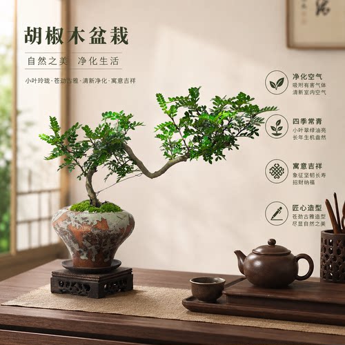 防蚊绿植胡椒木，新手零失败