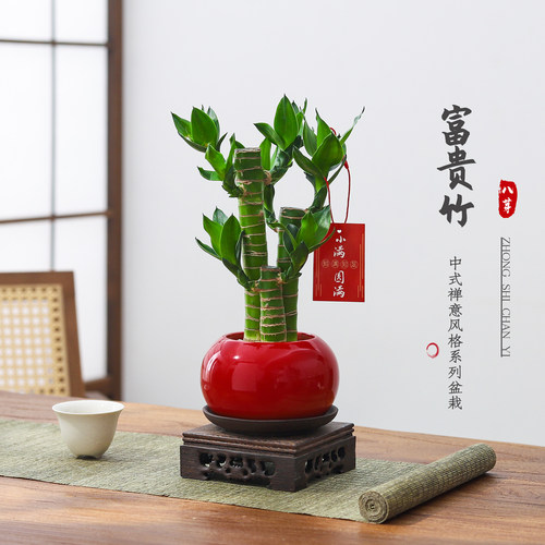 富贵竹盆栽客厅室内绿植