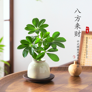 好养活盆景 八方来财鸭脚木盆栽水培植物花卉办公桌面绿植客厅四季
