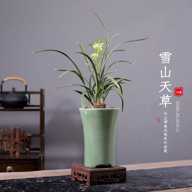 雪山天草室内盆栽浓香型四季兰花金边矮种好运来春兰阳台花卉绿植