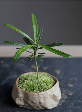 海岛罗汉松指尖微型盆栽桌面迷你拇指好养植物掌中宝盆景观叶绿植