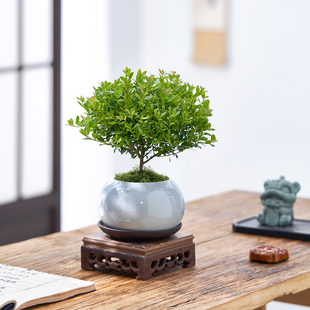 小叶赤楠盆栽室内客厅绿植办公室内工位桌面花卉懒人好养植物盆景