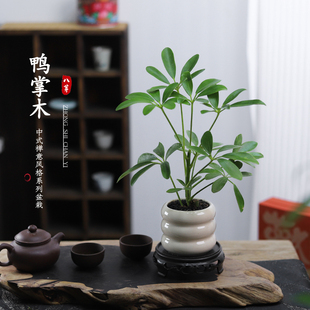 鸭掌木盆栽绿萝花卉绿植客厅室内桌面水培多肉好养发财树招财植物