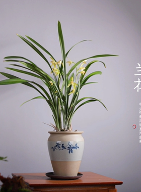 建兰素心盆栽天香素浓香型观兰花植物室内四季好养名贵带花苞花卉