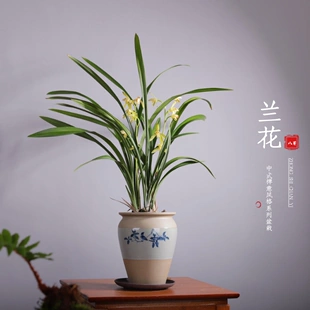 建兰素心盆栽天香素浓香型观兰花植物室内四季 好养名贵带花苞花卉