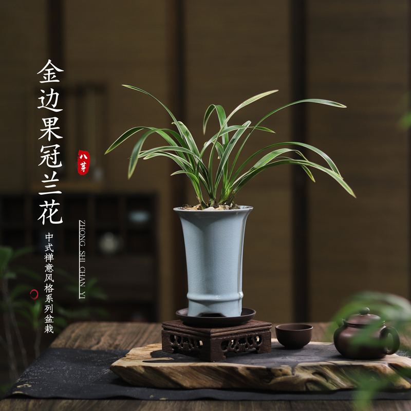 兰花春兰盆栽香兰带花苞室内桌面四季好养盆景浓香名贵花卉绿植物