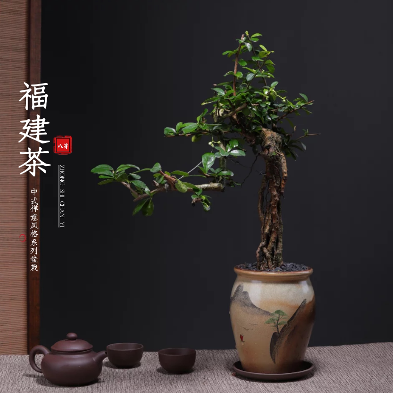 一物一拍老桩文人造型福建茶庭院禅意盆景栽绿植办公室内客厅书房