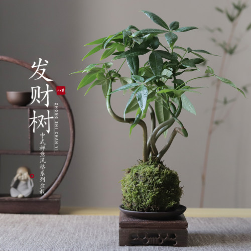 发财树苔藓玉球中式禅意办公室