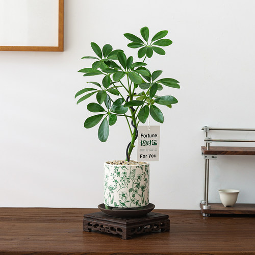 鸭掌木盆栽室内客厅植物绿植