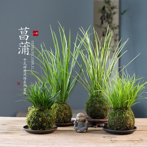 八芽菖蒲苔玉水培易养净化空气