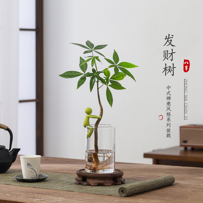 发财树招财树盆栽室内绿植