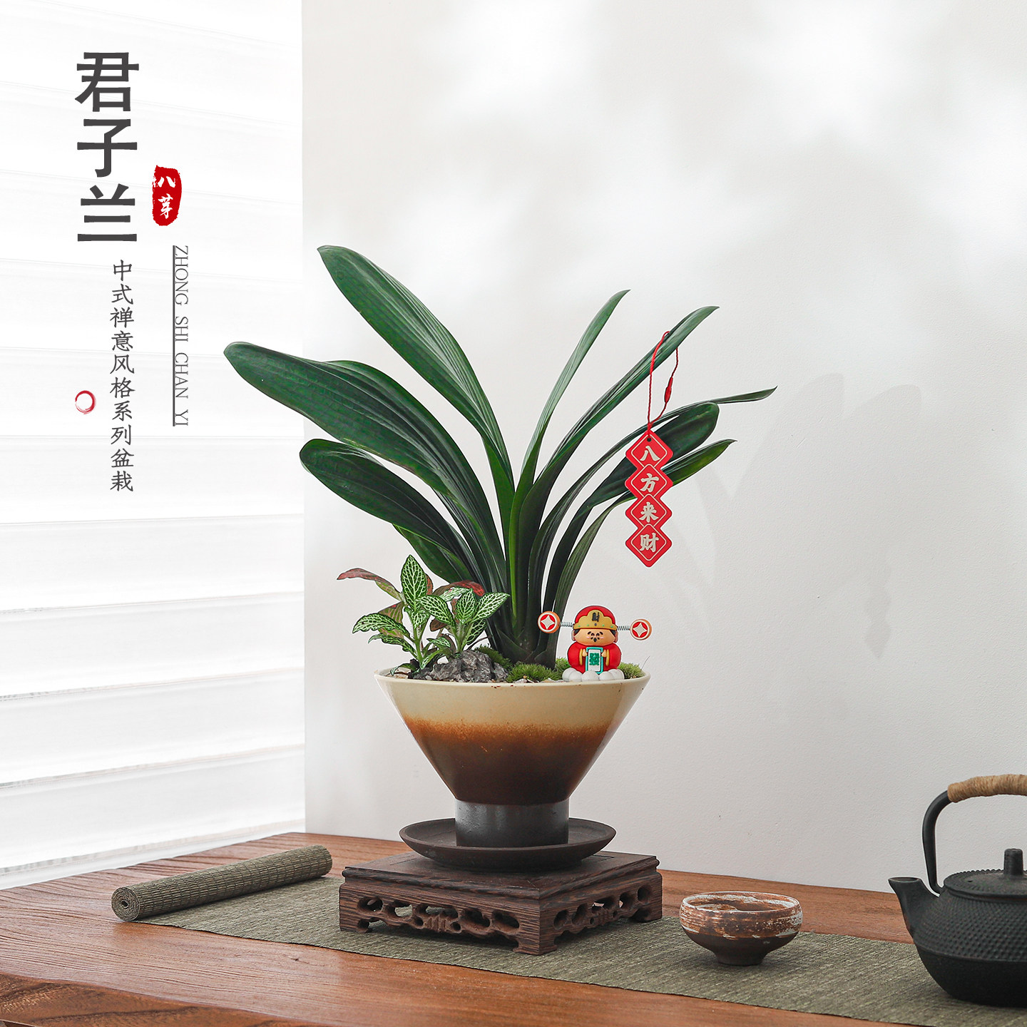 爆款君子兰，来客都夸好看图片