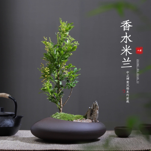 香水米兰盆景栽净化空气绿植