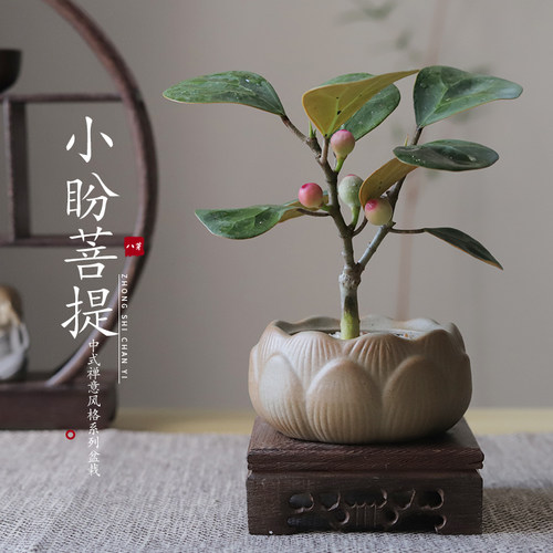 小盼菩提禅意桌面盆栽室内盆景