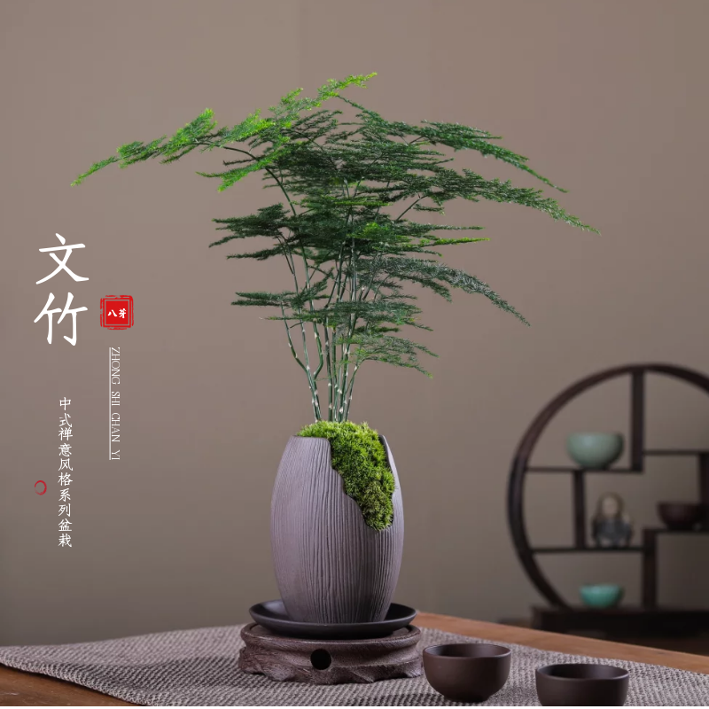 植物盆栽文竹盆栽桌面盆景
