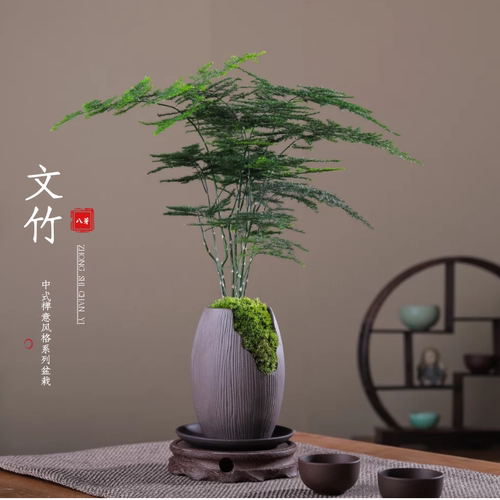 植物盆栽文竹盆栽桌面盆景