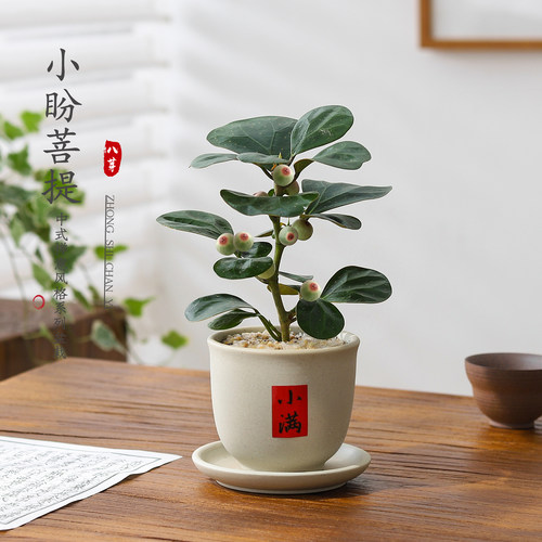 小盼菩提带果观果桌面绿植好养