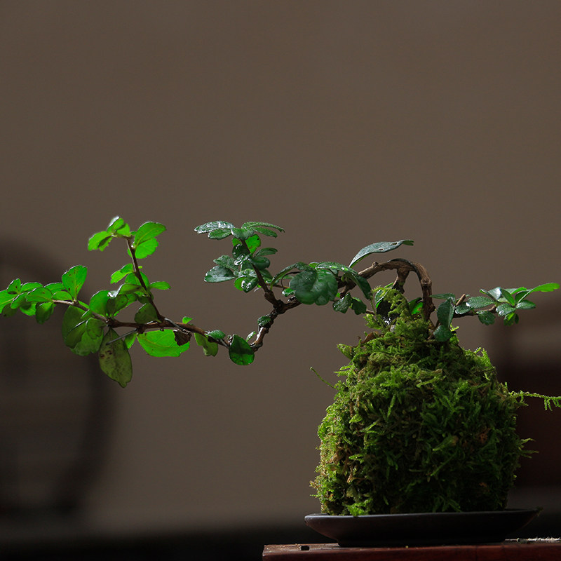 苔玉藓球中式禅意盆景绿植福建茶几办公室客厅书房好养活水培植物,鲜花速递/花卉仿真/绿植园艺,绿植,淘宝优惠券,粉丝福利购,淘宝优惠卷