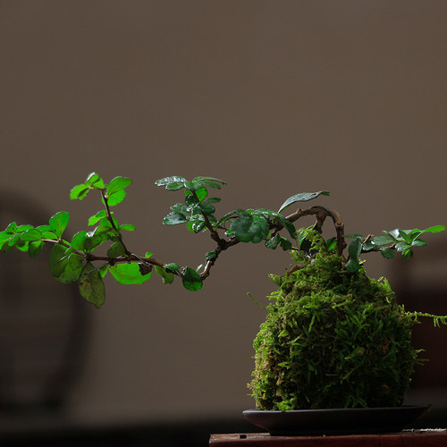 苔藓球办公室客厅绿植水培