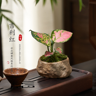 如意皇后吉利万年红水培绿植物办公室内水养绿萝萝花卉盆栽好养活