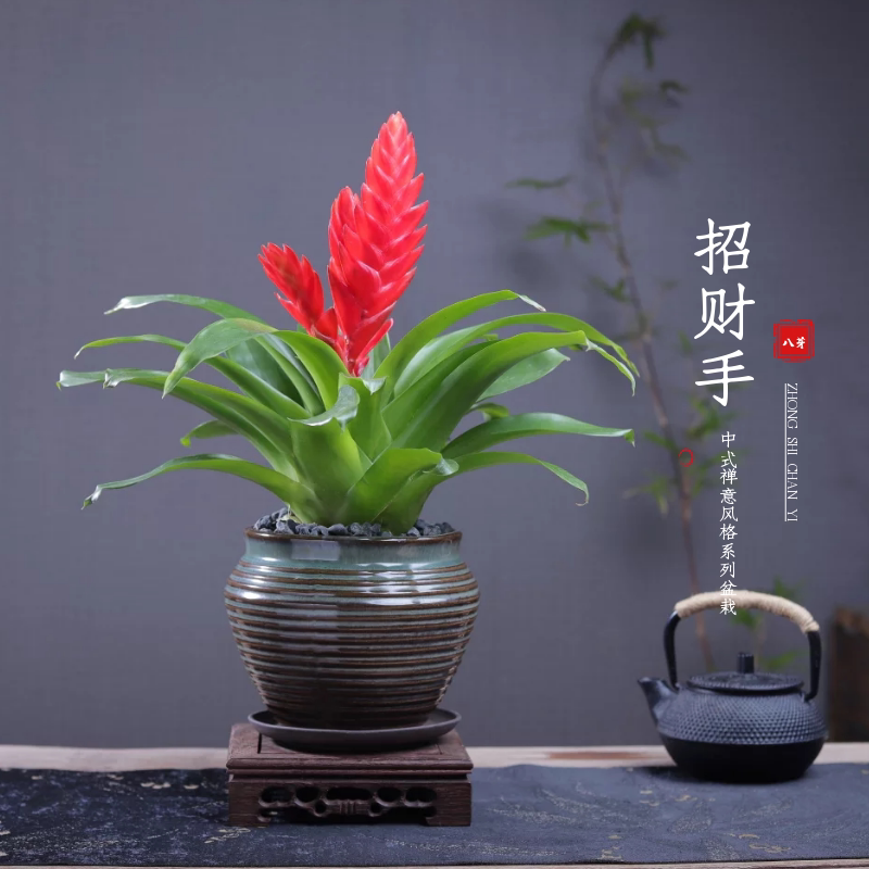 招财手鸿运当头盆栽办公室内净化空气好养花卉植物四季开花红玉扇