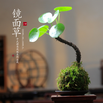 禅意客厅植物茶桌书房镜