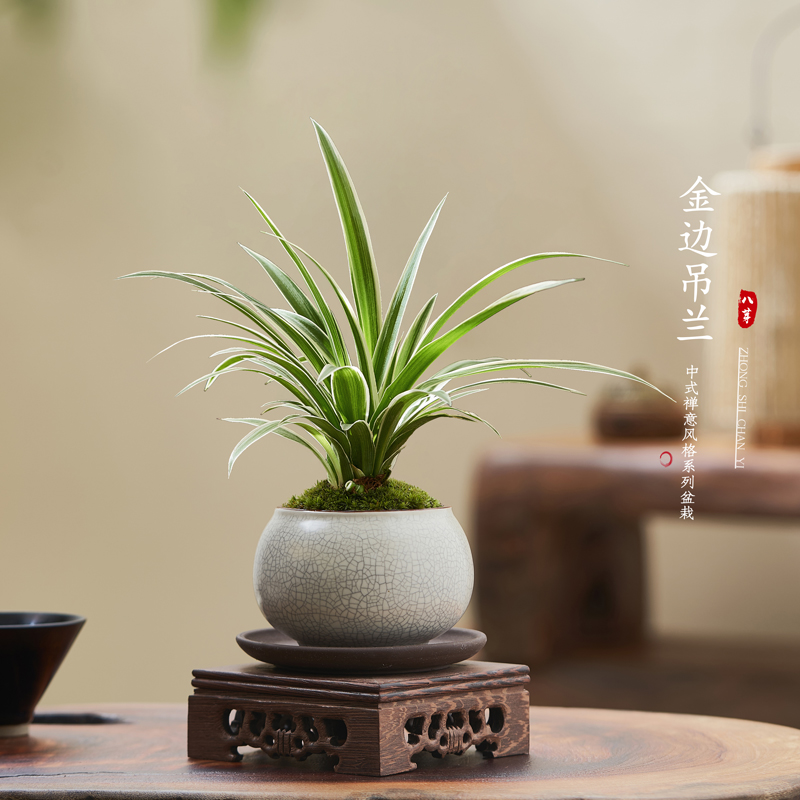金边吊兰禅意盆景绿植茶几新中式