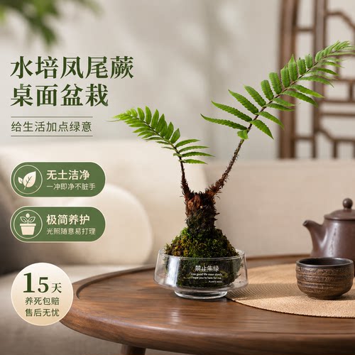 一叶蕨凤尾蕨类植物苔藓球玄关室内茶桌水培盆栽好养耐阴中式绿植