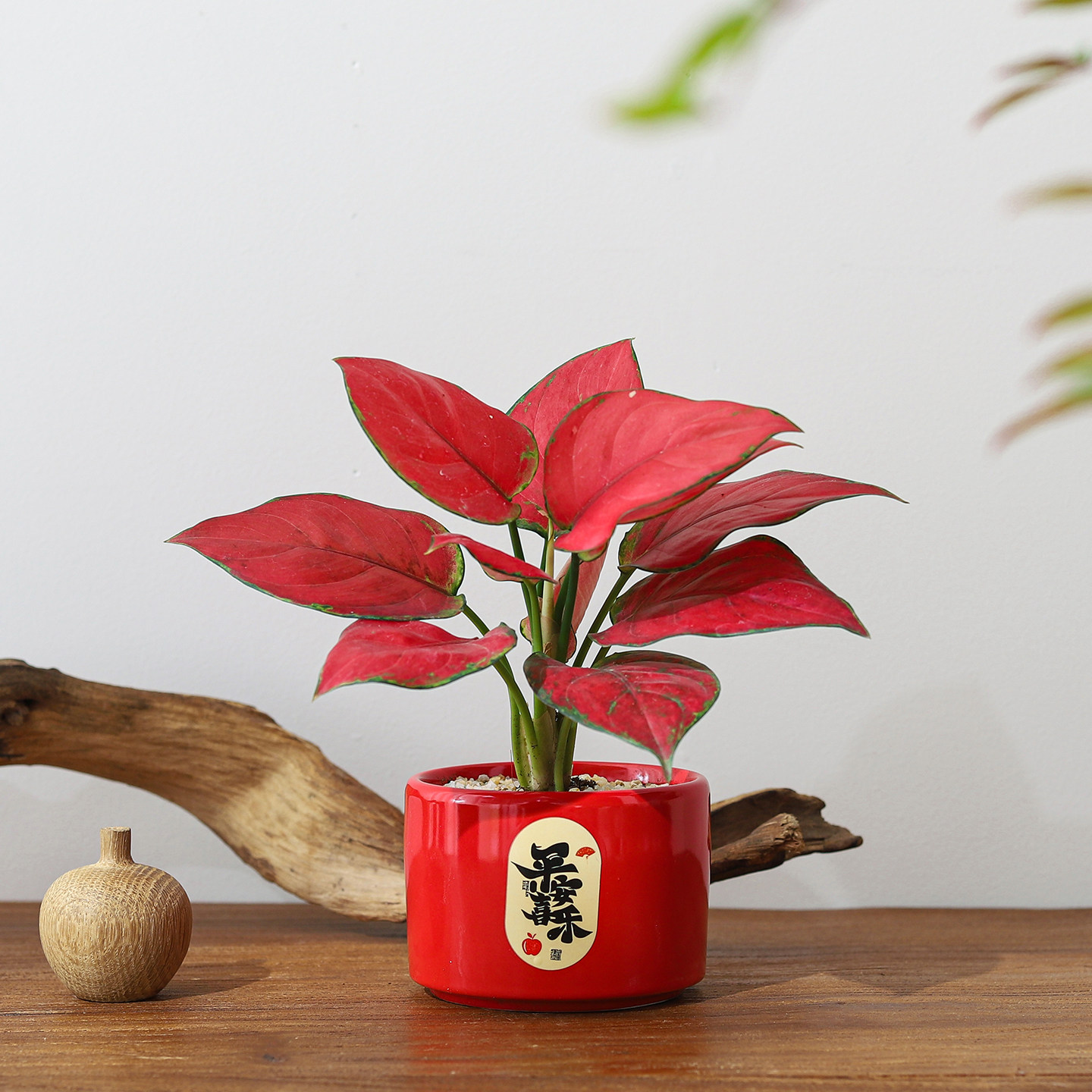 【平安喜乐】吉利红盆栽办公室内桌面好养年宵花过年送礼花卉盆景,鲜花速递/花卉仿真/绿植园艺,绿植,淘宝优惠券,粉丝福利购,淘宝优惠卷