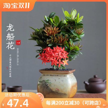 龙船花盆栽绣球花庭院阳台四季开花室内外花卉好养植物带花苞绿植