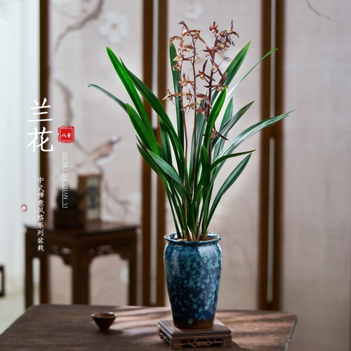 兰花企黑浓香兰花苗墨兰报岁红花兰室内客厅书房桌面盆栽花卉绿植
