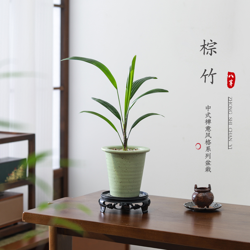 棕竹盆栽室内客厅好养花卉盆绿