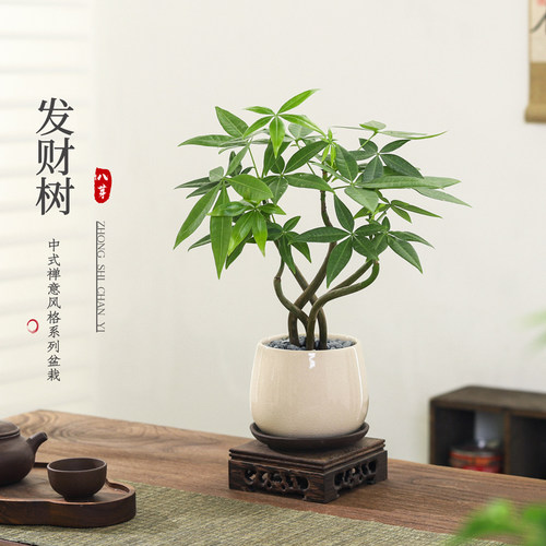 发财树盆栽植物室内绿植