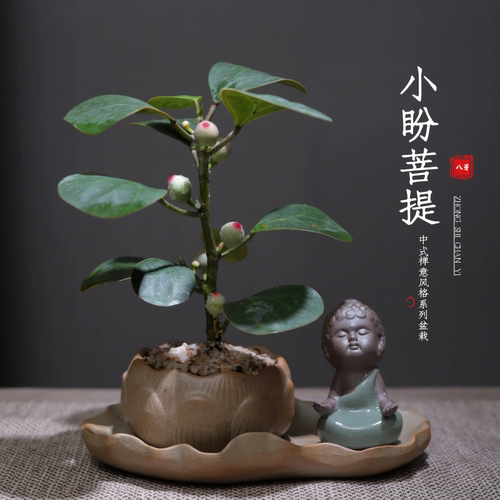 办公桌带盆栽好室内观叶植物单株