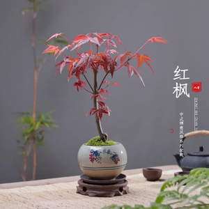 日本红枫盆景四季好养活室内桌面盆栽老桩耐寒观叶植物红舞姬树苗